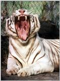 Tigrul alb
