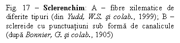 Text Box: Fig. 17 - Sclerenchim: A - fibre xilematice de diferite tipuri (din Yudd, W.S. si colab., 1999); B - sclereide cu punctuatiuni sub forma de canalicule (dupa Bonnier, G. si colab., 1905)

