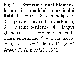 Text Box: Fig. 2 - Structura unei biomem-brane în modelul mozaicului fluid: 1 - bistrat fosfoaminolipidic; 2  - proteine integrale superficiale; 3 - proteine periferice; 4 - lanturi glucidice; 5 - proteine integrale transmembranale; 6 - zona hidro-foba; 7 - zona hidrofila (dupa Raven, P. H. si colab., 1992)