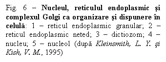 Text Box: Fig. 6 - Nucleul, reticulul endoplasmic si complexul Golgi ca organizare si dispunere în celula: 1 - reticul endoplasmic granular; 2 - reticul endoplasmic neted; 3 - dictiozom; 4 - nucleu; 5 - nucleol (dupa Kleinsmith, L. Y. si Kish, V. M., 1995)

