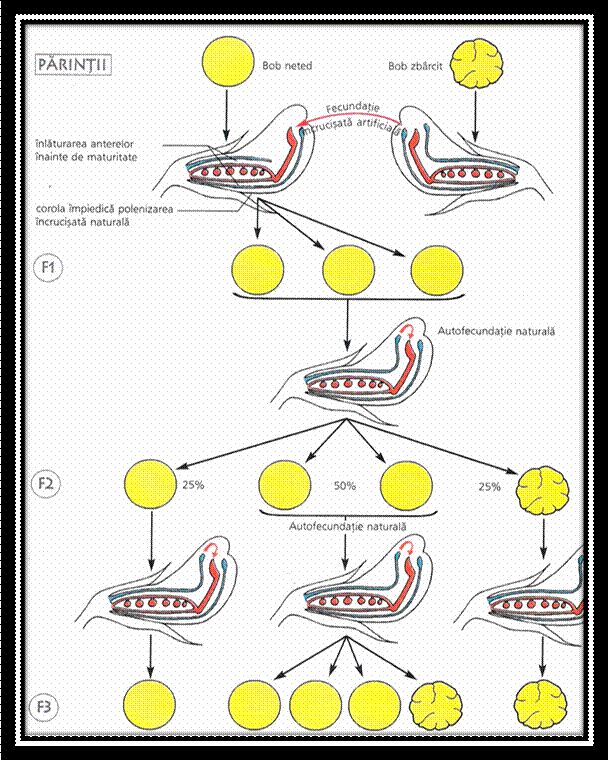 C:Documents and SettingsLaurentiuMy Documentspicture grneticaPicture2.png