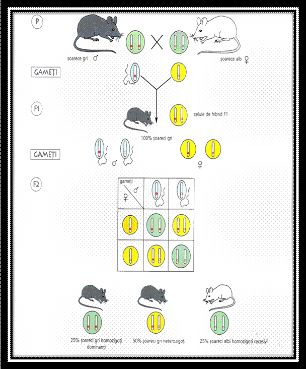 C:Documents and SettingsLaurentiuMy Documentspicture grneticaPicture3.png