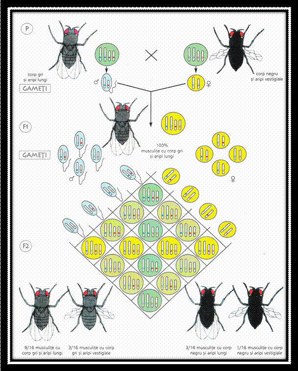C:Documents and SettingsLaurentiuMy Documentspicture grneticaPicture5.png