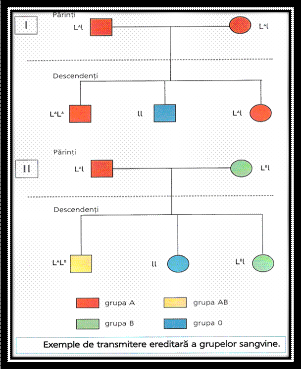 C:Documents and SettingsLaurentiuMy Documentspicture grneticaPicture9.png
