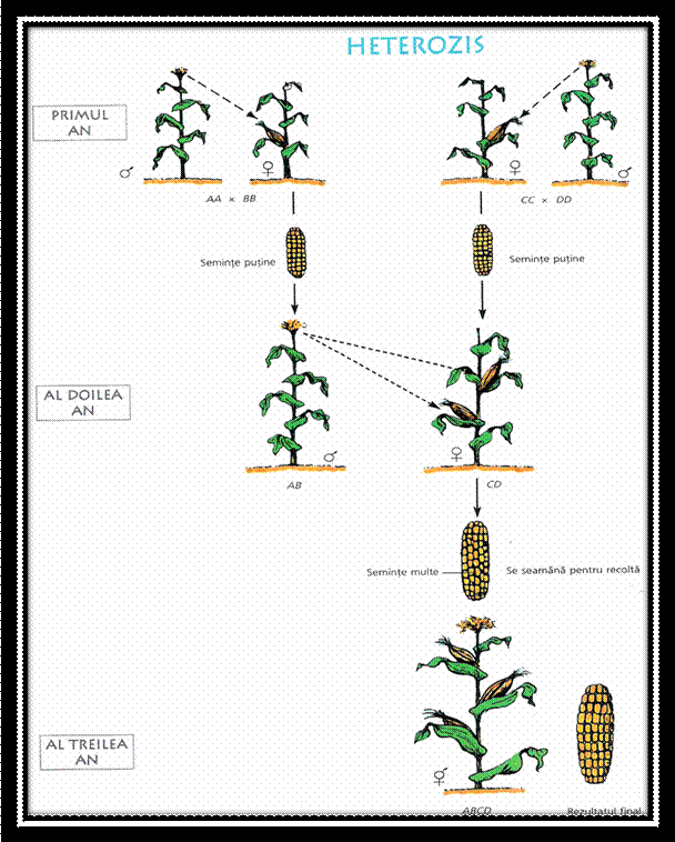 C:Documents and SettingsLaurentiuMy Documentspicture grneticaPicture11.png