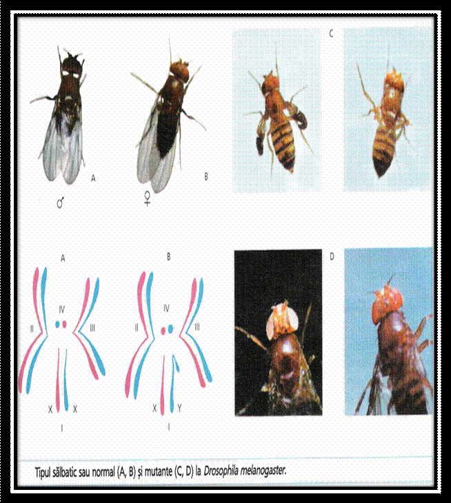 C:Documents and SettingsLaurentiuMy Documentspicture grneticaPicture17.png