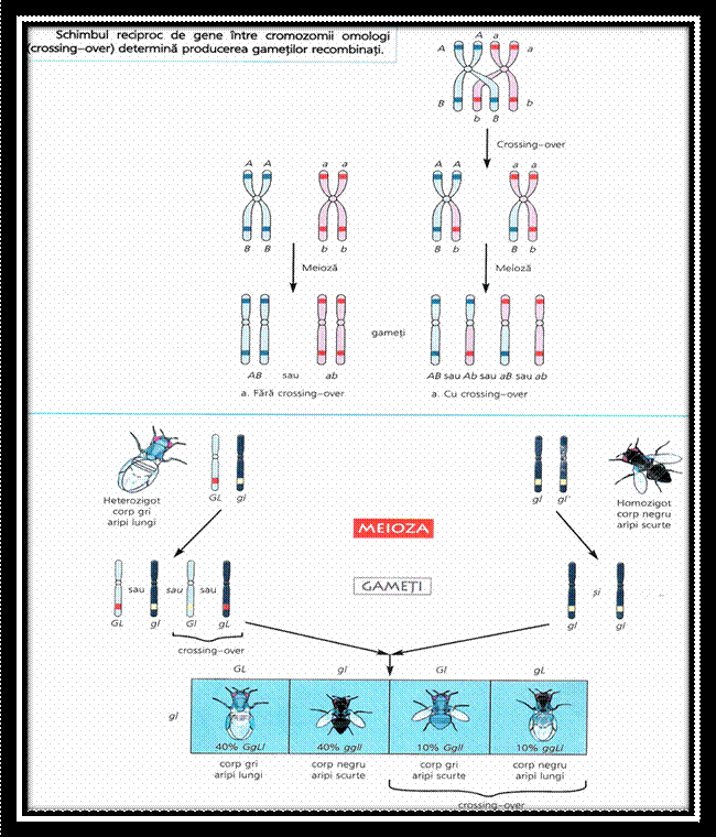 C:Documents and SettingsLaurentiuMy Documentspicture grneticaPicture19.png
