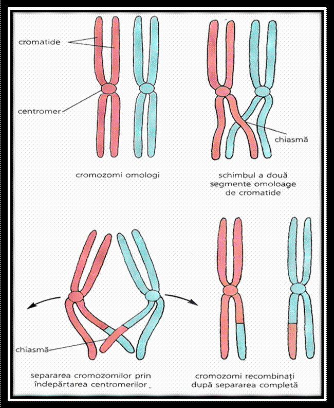 C:Documents and SettingsLaurentiuMy Documentspicture grneticaPicture21.png