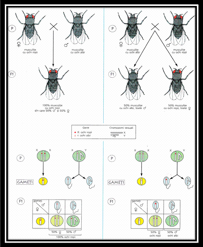 C:Documents and SettingsLaurentiuMy Documentspicture grneticaPicture23.png