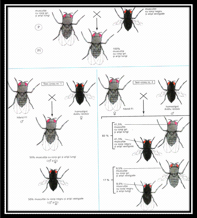 C:Documents and SettingsLaurentiuMy Documentspicture grneticaPicture20.png