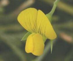 flor de Lathyrus aphaca