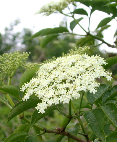 Sambucus nigra