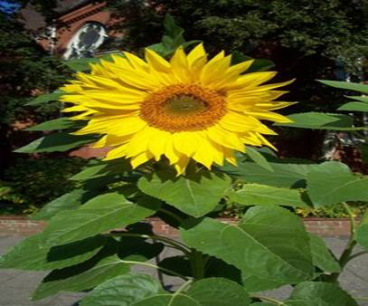 https://upload.wikimedia.org/wikipedia/commons/thumb/9/9e/Sunflower_uf7.jpg/260px-Sunflower_uf7.jpg