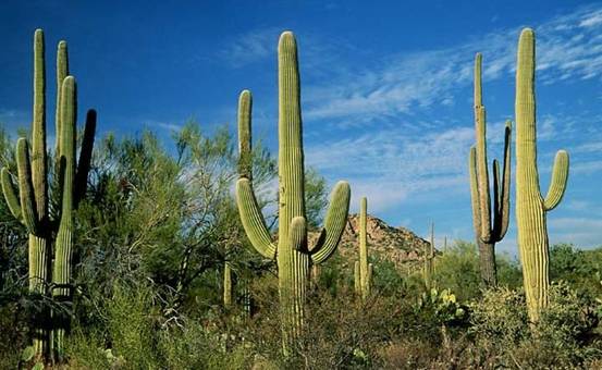 Carnegiea gigantea (Saguaro) 1