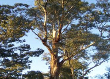 Eucalyptus sp in East Gippsland, Victoria, Australia, showing 'ribbon' bark form.