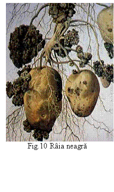 Text Box:  
Fig.10 Raia neagra                                   

