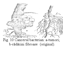 Text Box:  
Fig. 10 Cancerul bacterian: a-tumori;
 b-radacini fibroase  (original).

