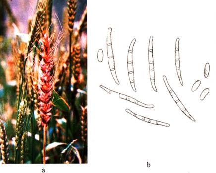 Lers: C:UsersMonicaPicturesfusarioza.jpg