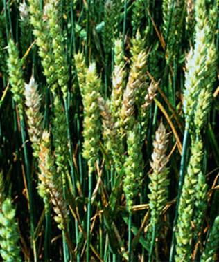 Lers: C:UsersMonicaPicturesfusarium_bg1.jpg