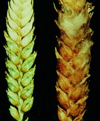 Lers: C:UsersMonicaPicturesfusarium_bg2.jpg