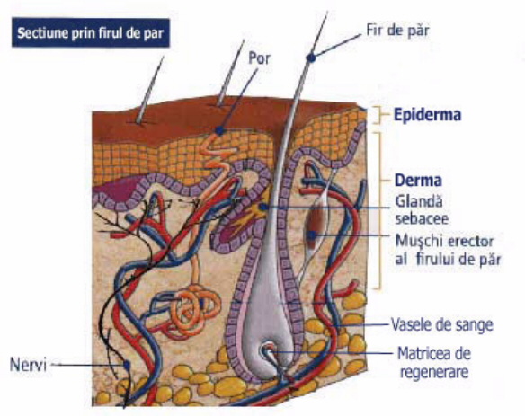 Browser-ul nu permite afisarea acestei imagini.