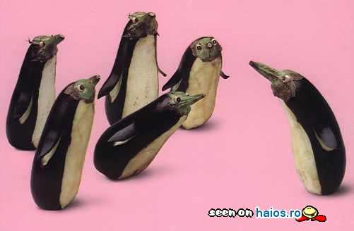 Tovarasi! Trebuie sa ne hotaram! Suntem
pinguini sau vinete?