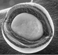 TRISO fuel particle which has been cracked, showing the multiple coating layers