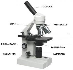 Barber Mansion Installation Microscopul optic - Masurarea diametrului hematiilor