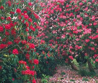 gradinile de pe domeniul heligan - gradina de flori (4)