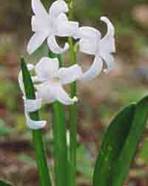 Hyacinthus orientalis - zambila alba