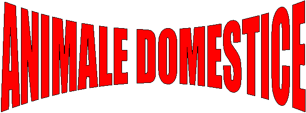 ANIMALE DOMESTICE