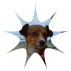 Male Dog Names picture