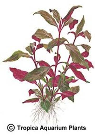 Alternanthera reineckii Lilacina