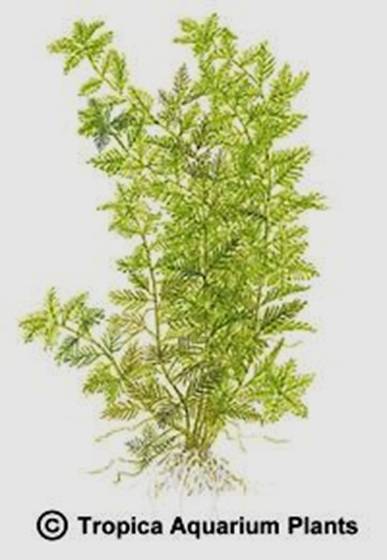 Hottonia palustris