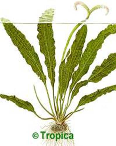 Aponogeton boivinianus