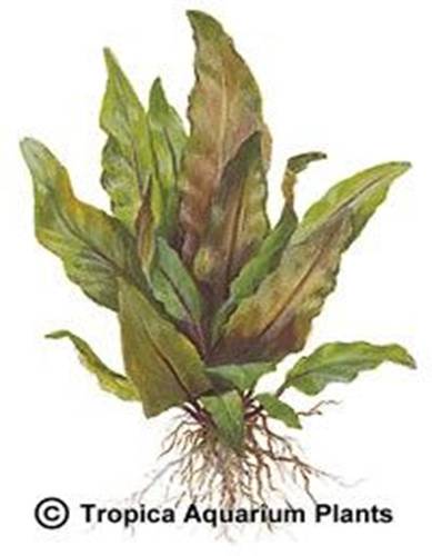 Cryptocoryne undulata broad leaves