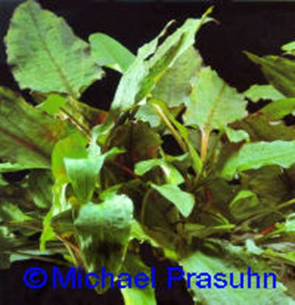 Cryptocoryne wendtii green
