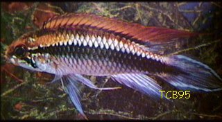 agassizi1.jpg (18kb)