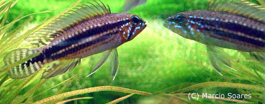 Apistogramma_miua_1.jpg (23kb)