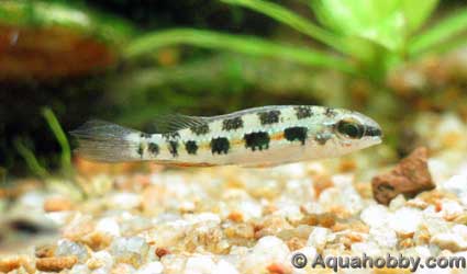 Dicrossus_filamentosus_1.jpg (15kb)