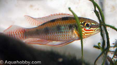 Dicrossus_maculatus_1.jpg (14kb)