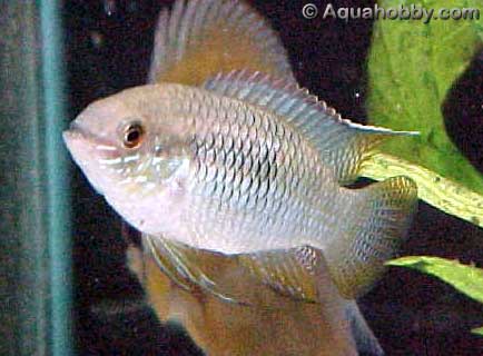 curviceps1.jpg (22kb)