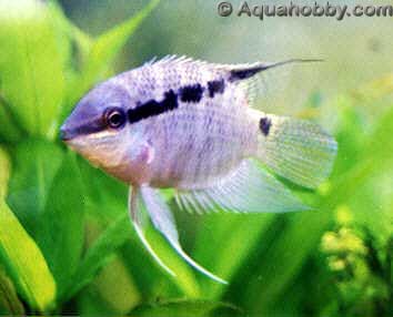 festivum1.jpg (17kb)