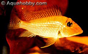 jurupari1.jpg (24kb)