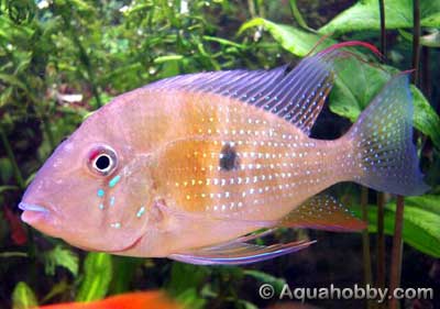 acarichthys1.jpg (20kb)