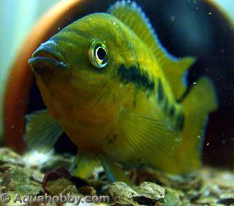 Herotilapia_multispinosa_1.jpg (14kb)