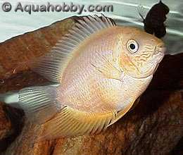 severum2.jpg (11kb)
