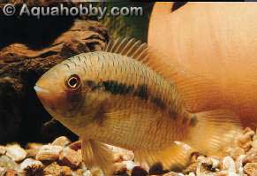 portaleg1.jpg (13kb)