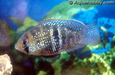 blueacara1.jpg (14kb)