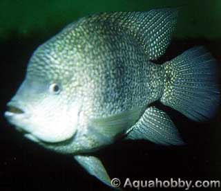 carpinte1.jpg (11kb)